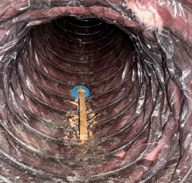 Images Green Rodent Restoration