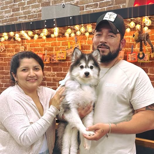 Puppies Direct Image