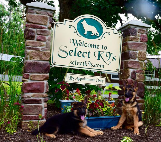 Images Select K9's