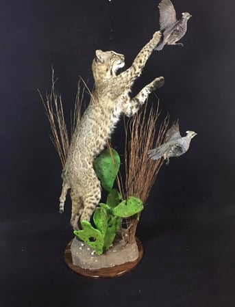 Images Safari Life Taxidermy