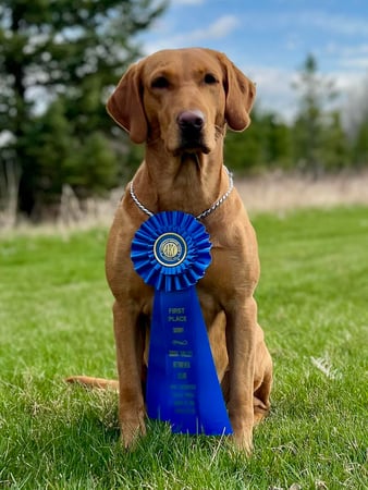 Images Quick Trigger Kennels