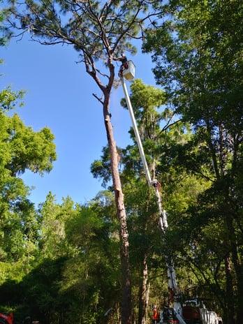 Images Branch Out Tree Service LLC