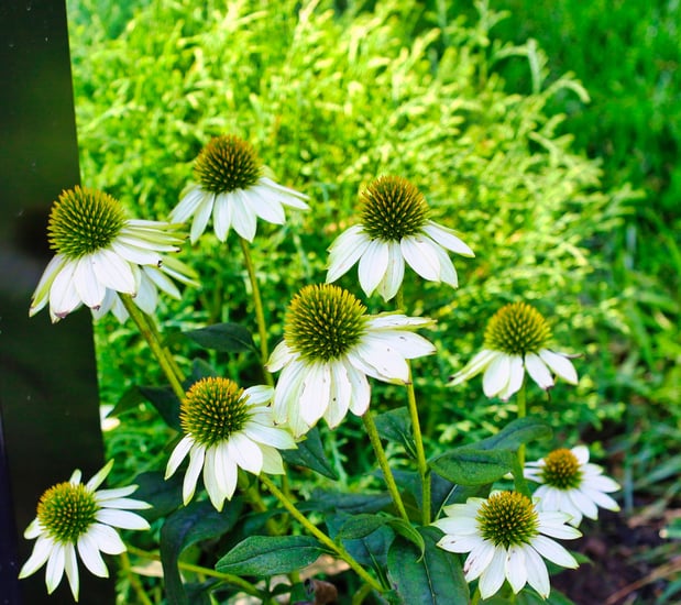 Images Oakwood Lawn & Landscaping