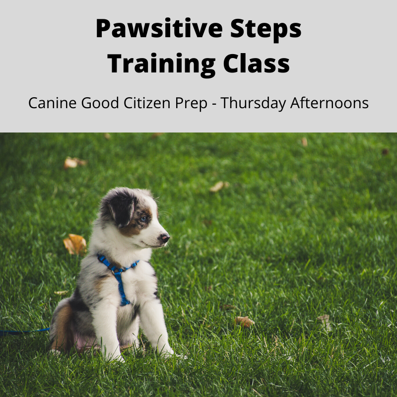 Image of Local Pet Event Pawsitive Steps Training Class - Canine Good Citizen Prep Nearby
