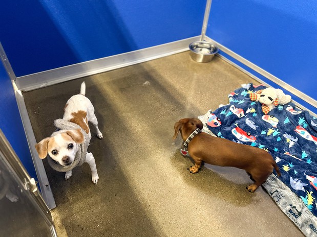 Images Feeders Pet Supply Boarding & Daycare