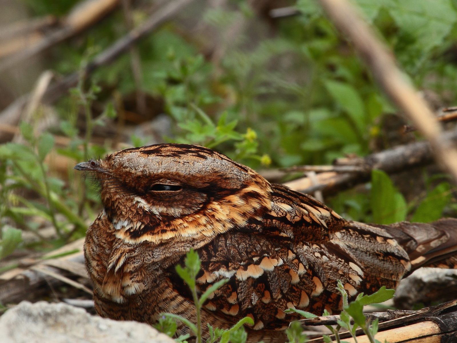 Affordable Wildlife Removal