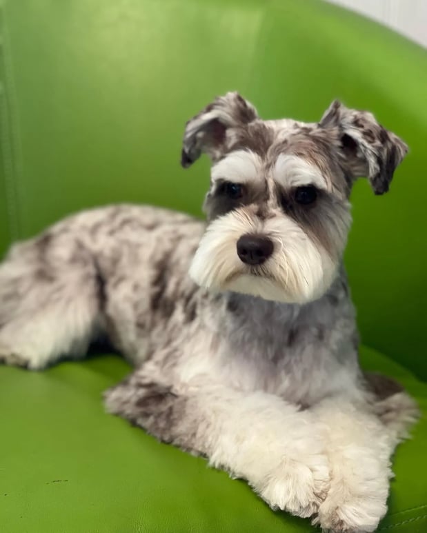 Images Pamper Your Pet II