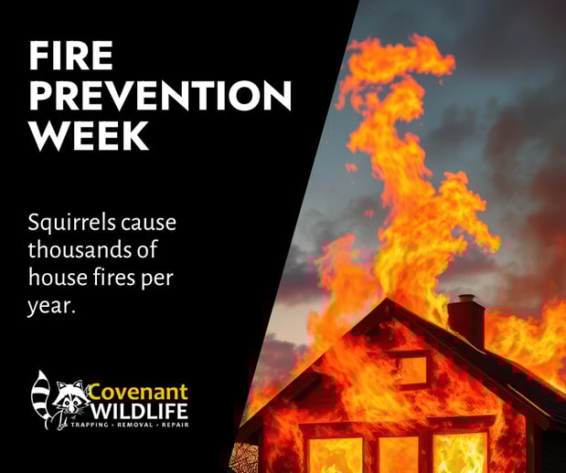 Images Covenant Wildlife