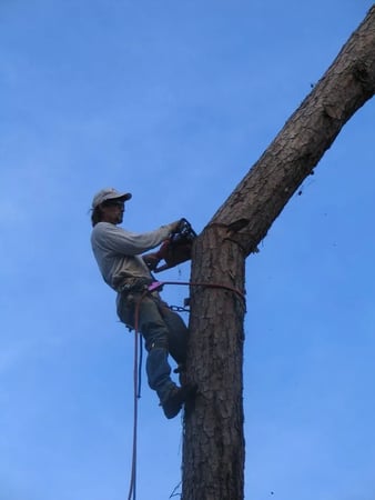 Images Linander's Tree Service LLC