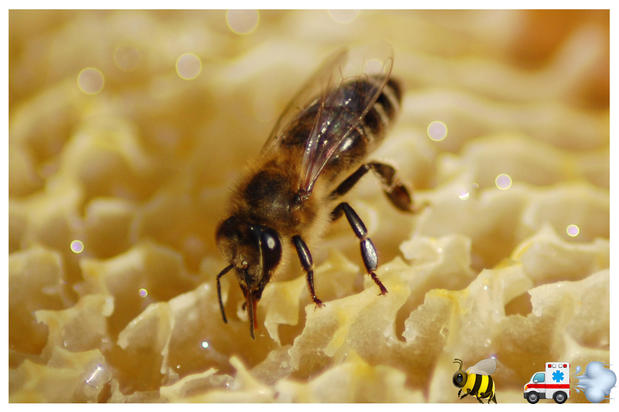 Images A Team Wildlife Removal & Bee Removal Miami