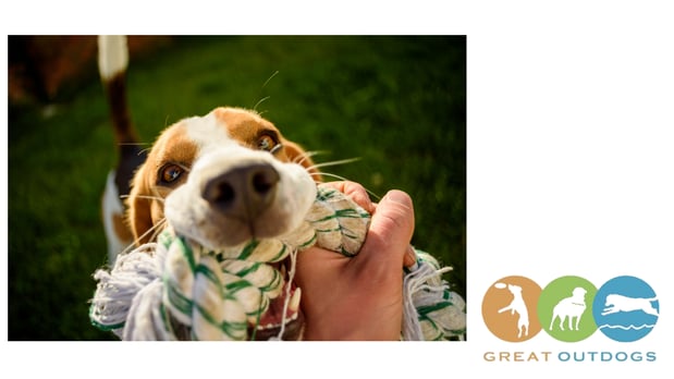 Images Great Outdogs