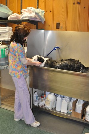 Images VCA Gateway Animal Hospital