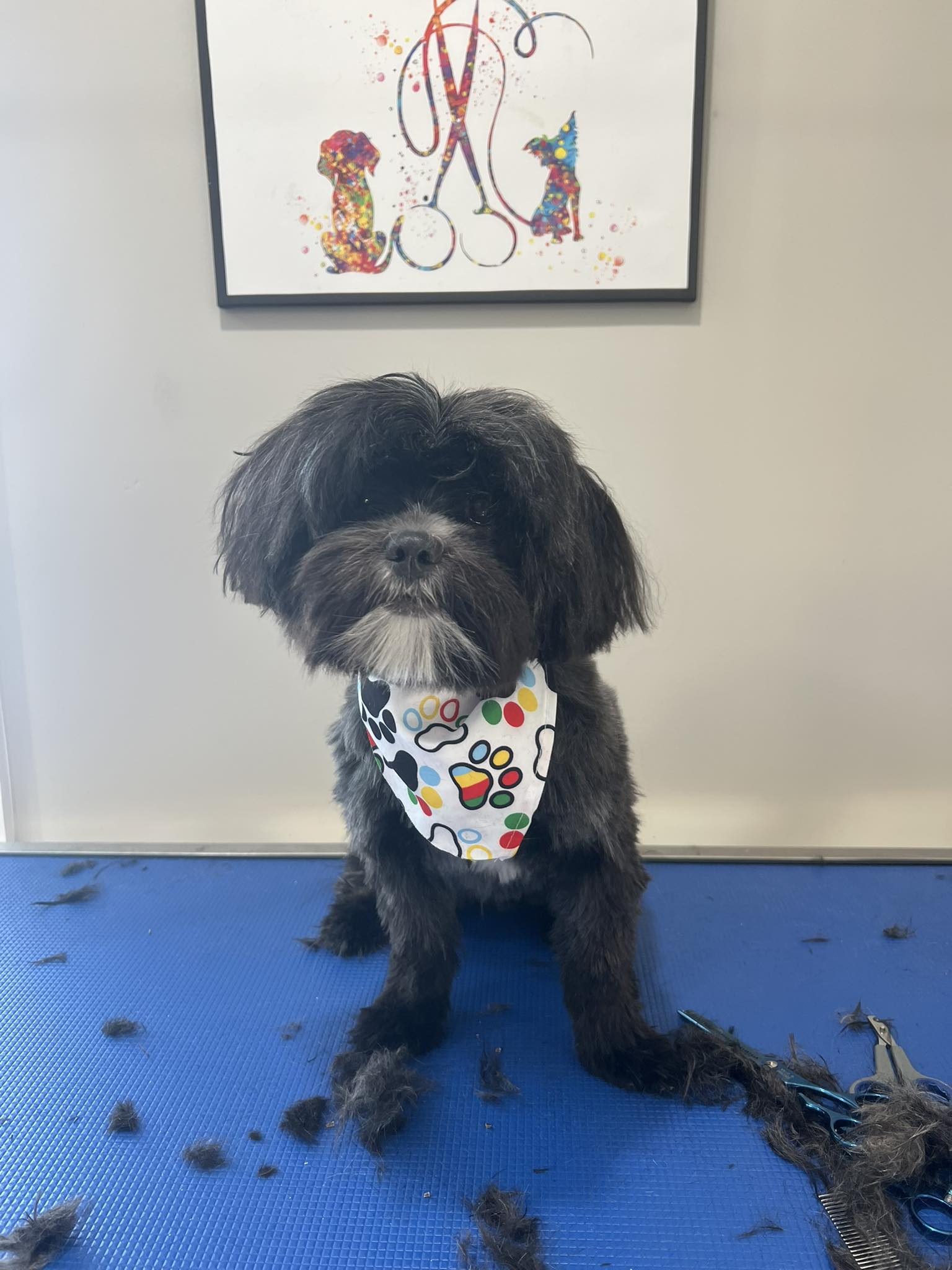 Dog Grooming