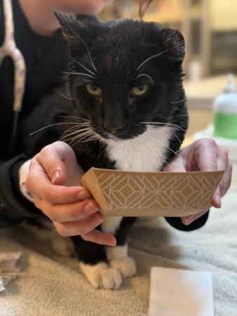 Images VCA Southeast Portland Animal Hospital