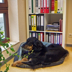 Bild 3 Praxis für Kleintiere und Tierphysiotherapie Elma Strauch in Gäufelden
