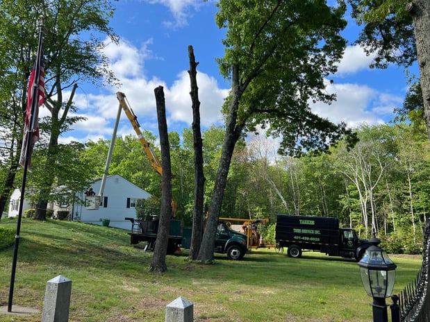 Images Yankee Tree Service