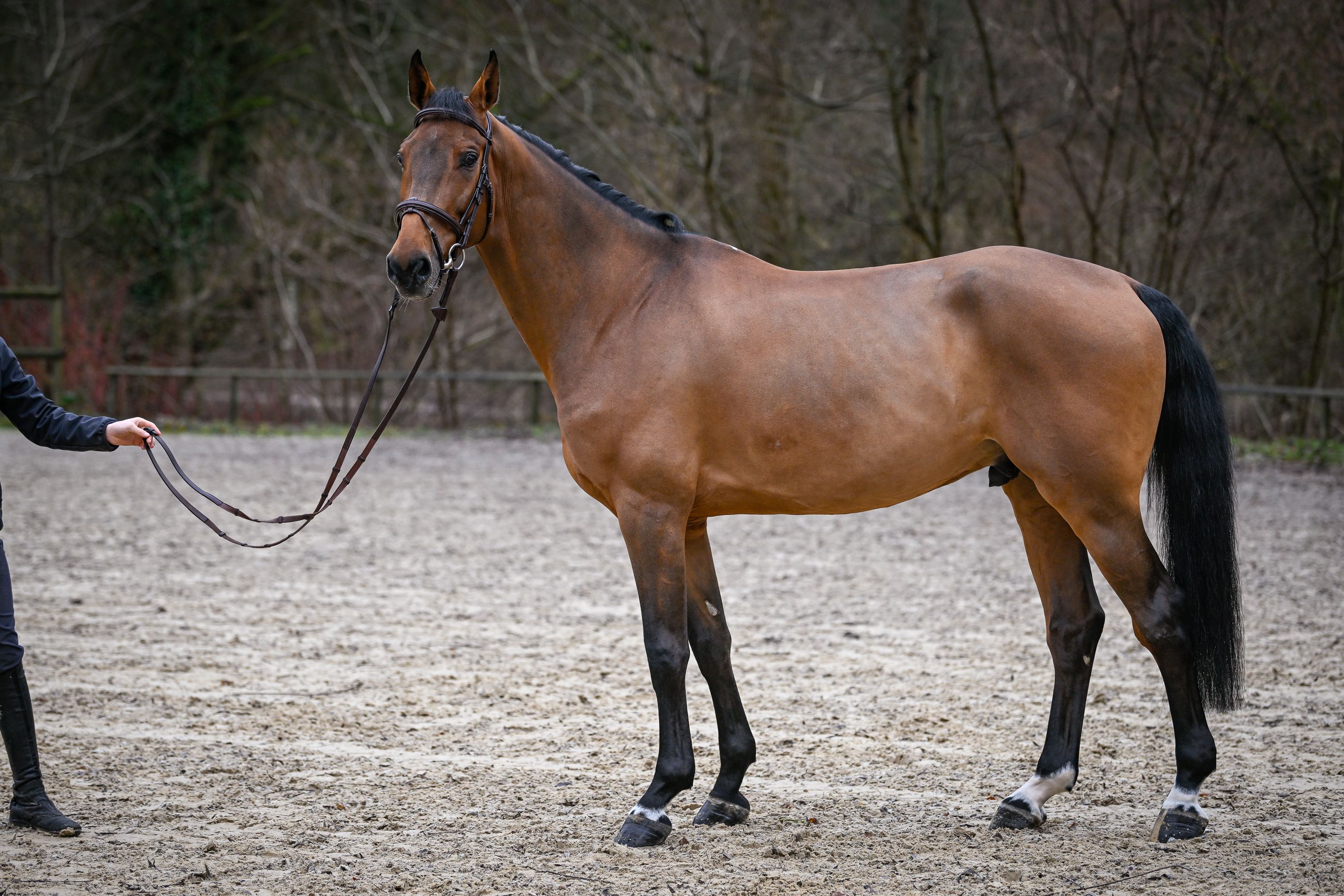 Bilder Reitsportzentrum St. Josefen AG