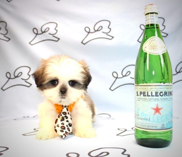 Teacup & Toy Shih Tzu puppies for sale Las Vegas