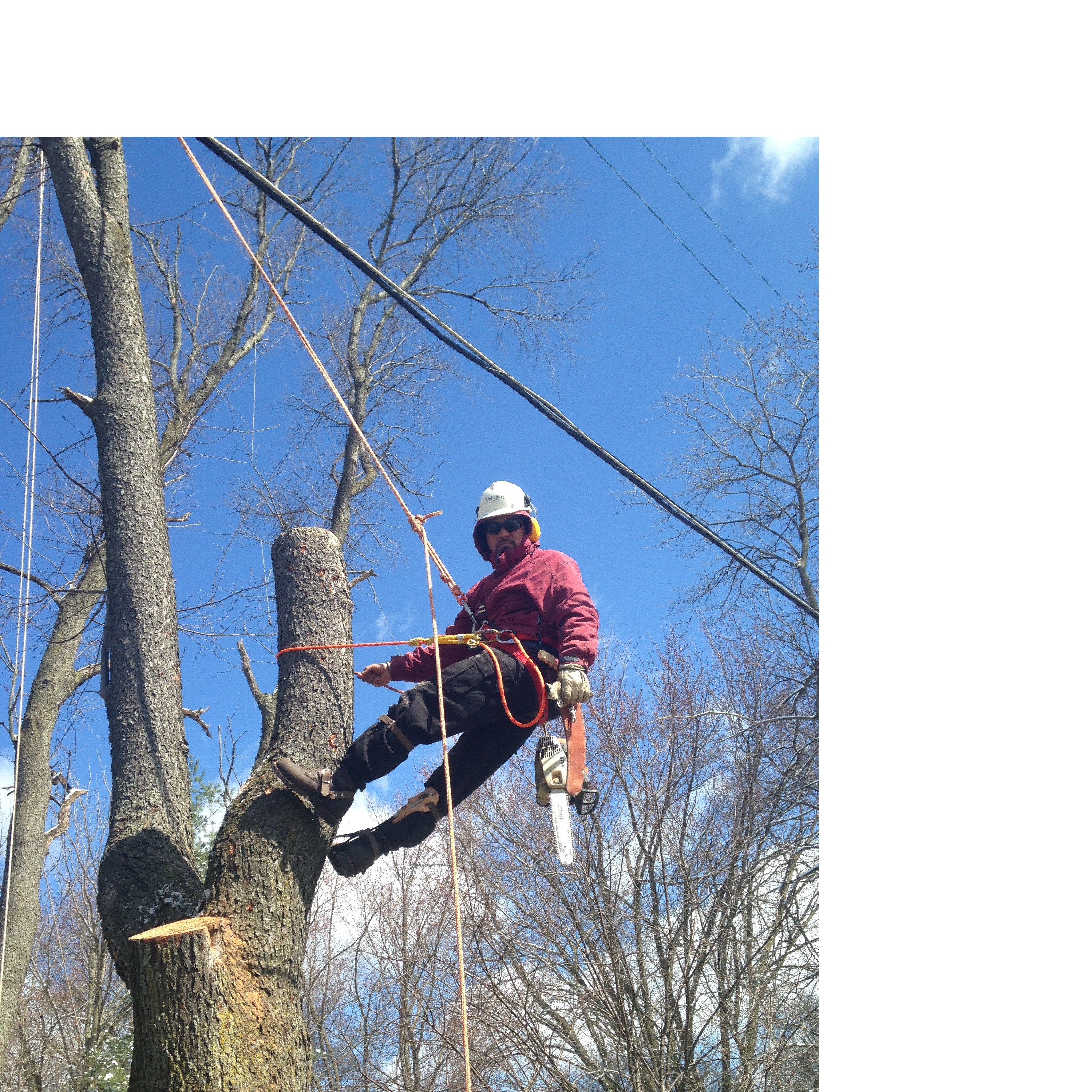 Duck's Tree & Stump Service