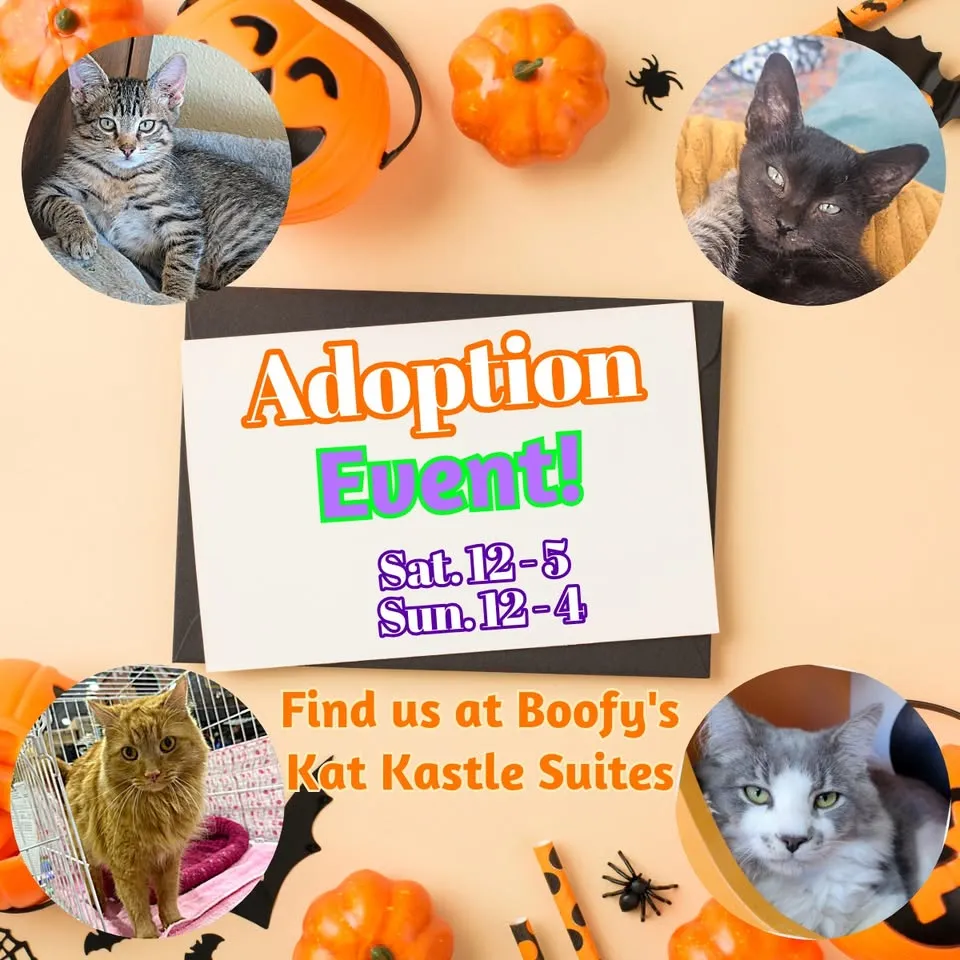 Image of Local Pet Event Adoption Day at Boofy's Kat Kastle Suites (Cutler store) Nearby
