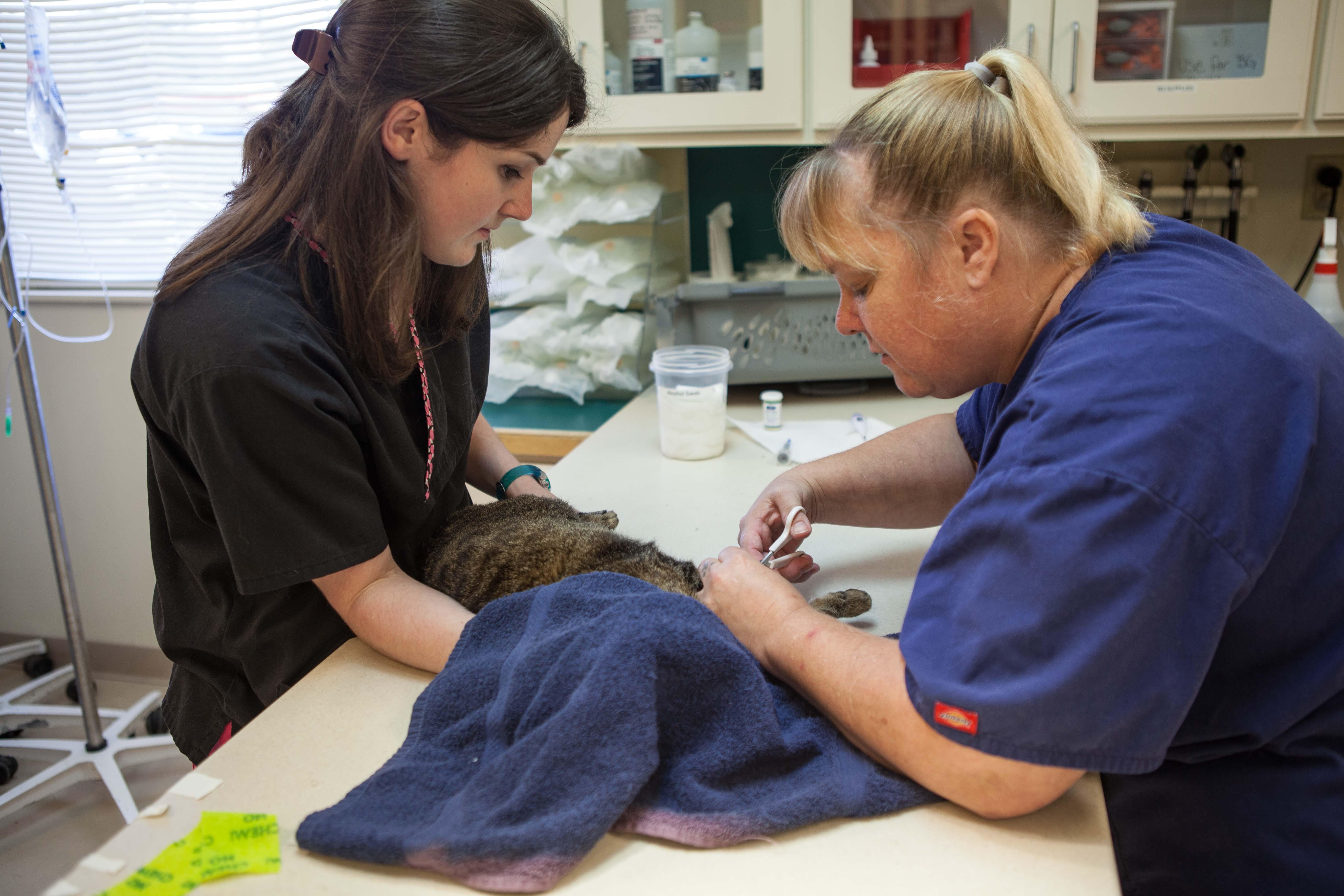 We understand that it's not always easy to cut your kitties nails, but our team is happy to help!