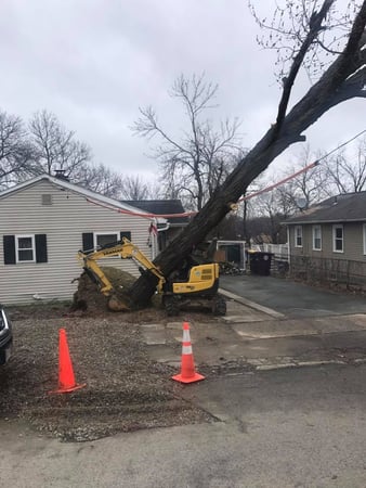 Images Newcomb's Tree Service, LLC