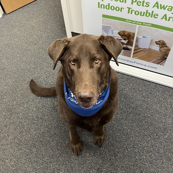 New Invisible Fence® trained dog in Wayne County, NY