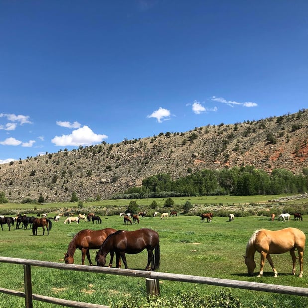 Images CM Ranch