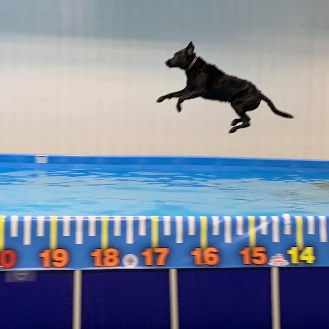 Rocket Dogs k-9 Aquatics & Wellnes Center Photo