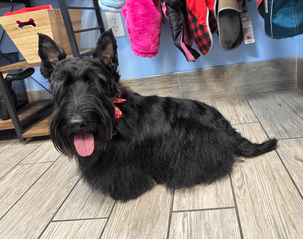Images Miss Molly's Lap of Luxury Grooming Salon