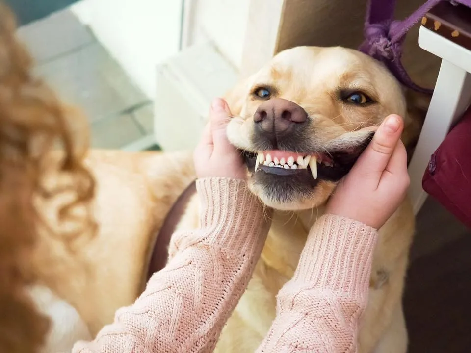 Image of Local Pet Event Non-Anesthetic Doggy Teeth Cleaning Nearby