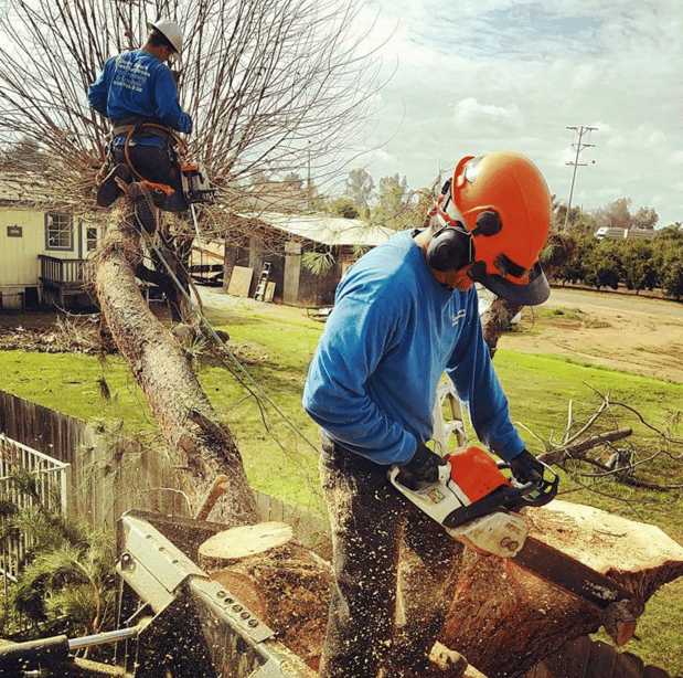 Images John Ayers Tree Surgeons