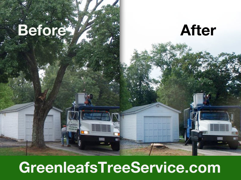 Greenleaf's Tree Service Photo