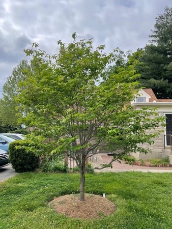 Images Perennial Dental