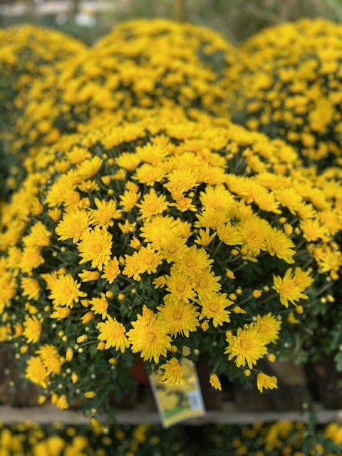 Images Blanchard’s Blossoms and Garden Center