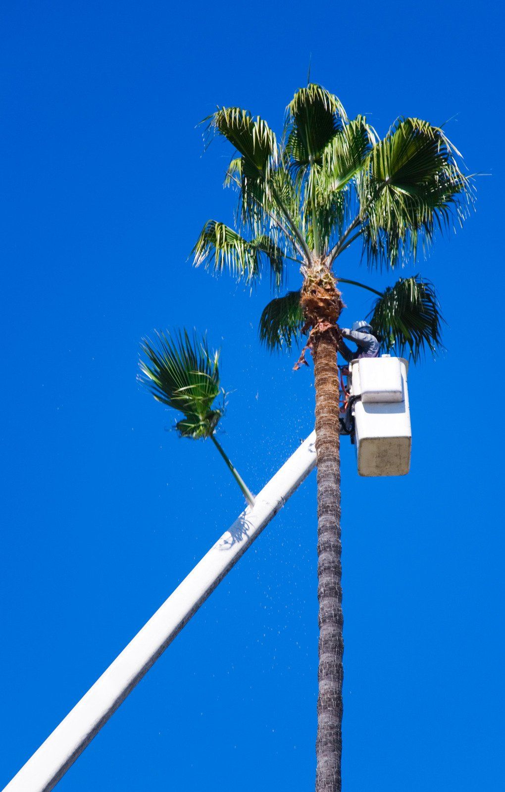 A tree service worker stands in an elevated bucket lift trimming palm fronds with a chainsaw, high above the ground, against a clear blue sky during professional maintenance work.