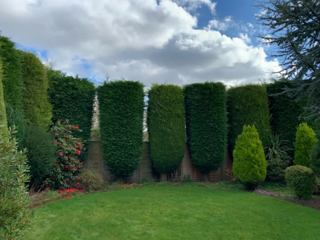 Images Arborex Tree Specialists Ltd