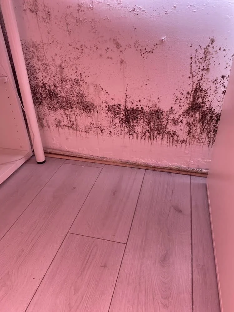 Images Housing Disrepair Experts