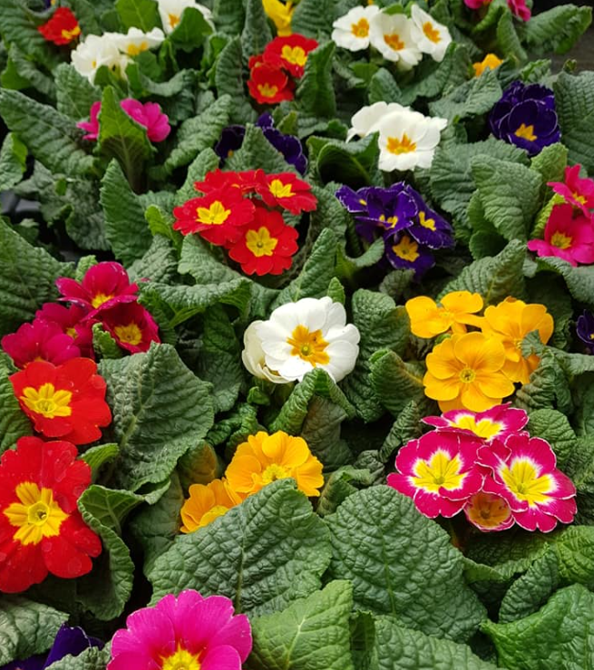 Images Green Service Vivaio Brico Agraria Oulx