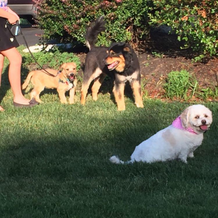 Making friends at Pets Are Inn! #stressfreeboarding #foreverfriends