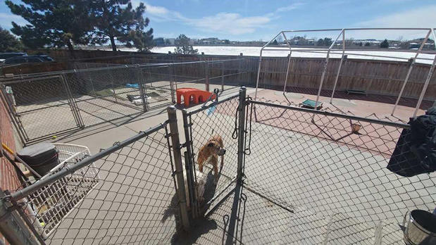 Images VCA Mountainview Animal Hospital & Pet Lodge