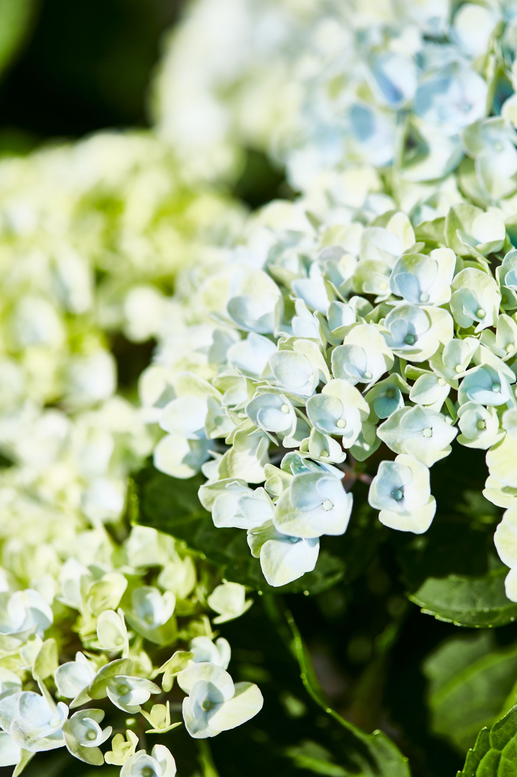 Gärtnerei Allemann GmbH, Benkenstrasse 266 in Witterswil