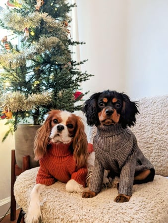 Images Judy's Cavaliers