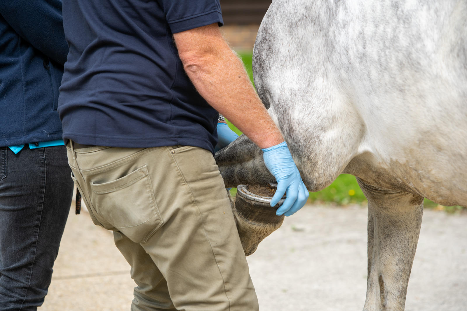 Images Mayes Scrine Equine Veterinary Practice