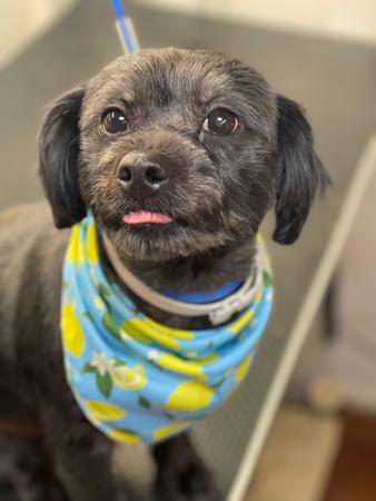 Images Space Coast Mobile Dog Grooming