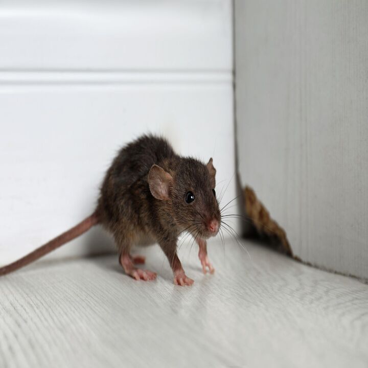 Images Evict A Pest Wildlife and Pest Control