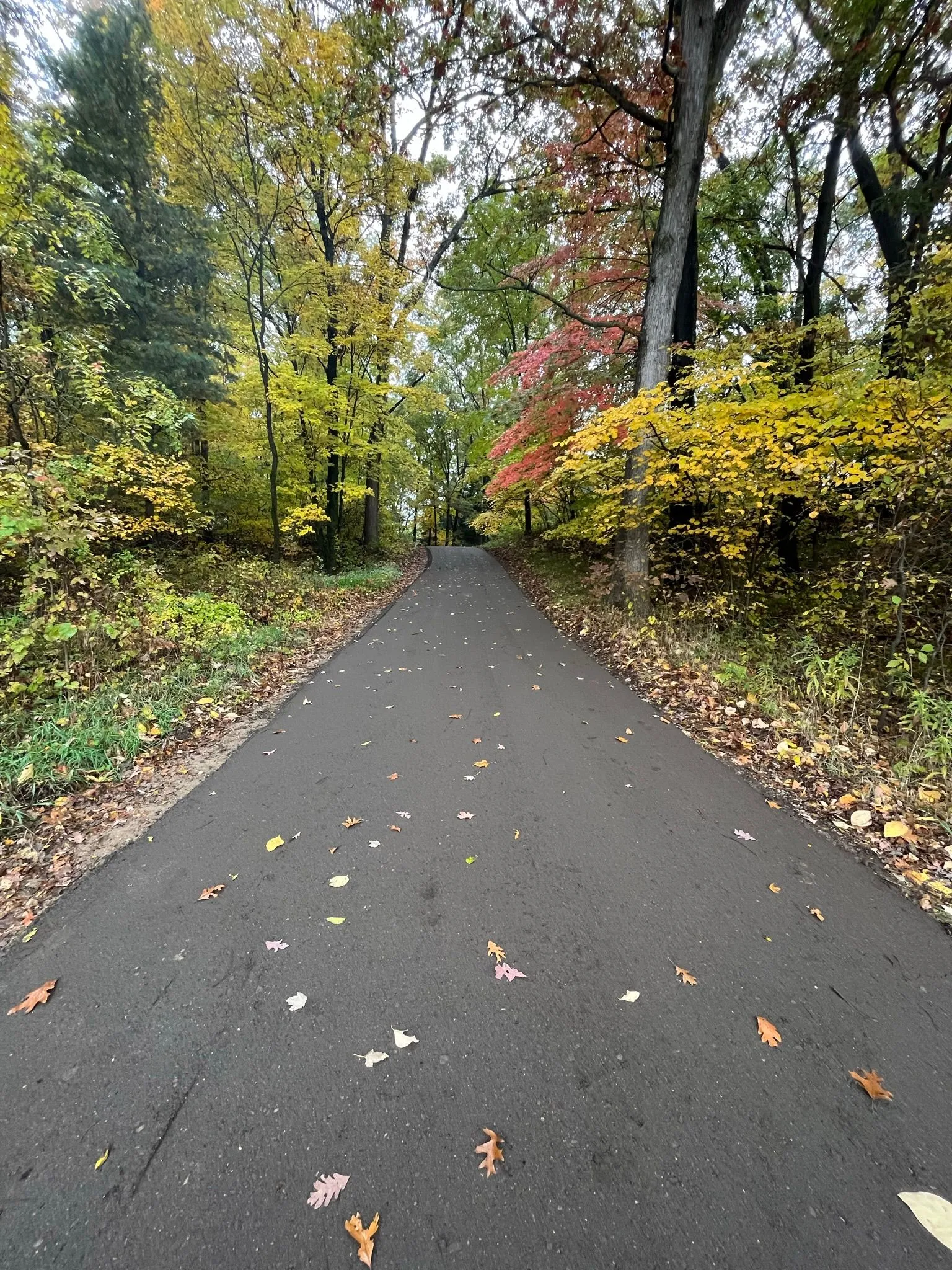 Smooth blacktop driveway extending through a wooded landscape featuring vibrant seasonal foliage and professionally finished pavement edges.