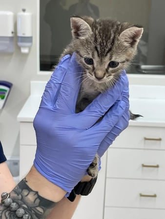 Images Petfolk Veterinary & Urgent Care - Peachtree Corners