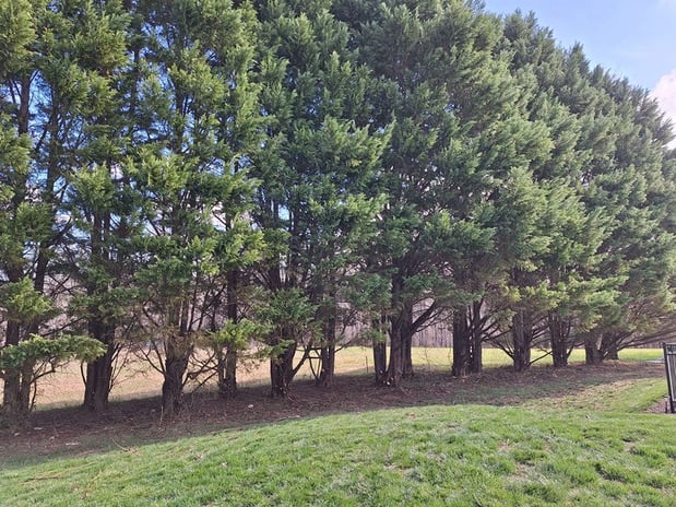 Images David Kennedy Tree & Landscaping