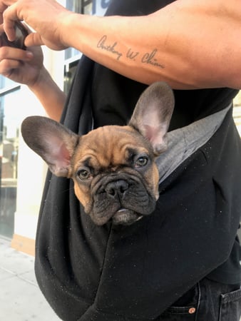 Images Melrose La Brea Animal Hospital